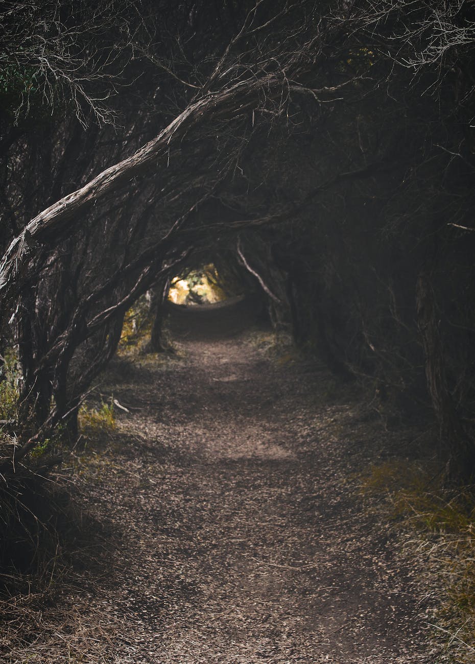 tree pathway